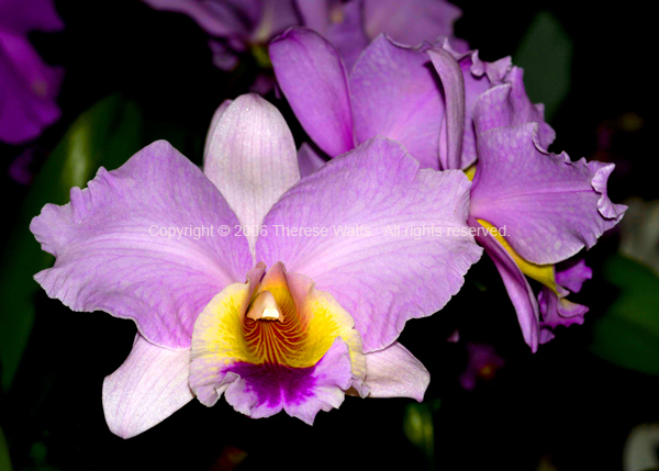 Cattleya Orchid