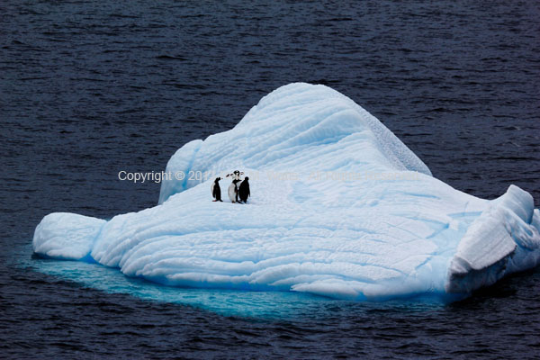 The Preacher - Gentoo Penguins