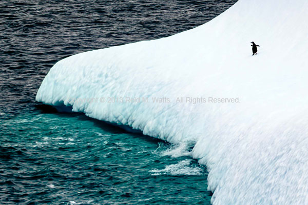 The Slippery Slope - Gentoo Penguin