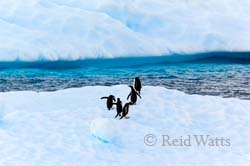 Antarctic Gallery