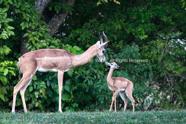 Motherly Advice - Gerenuk with calf