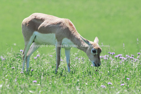 Blackbuck Grazing