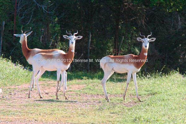 Synchronized Prancing - Dama Gazelle