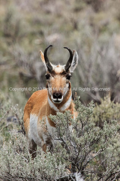 Pronghorn - Pronghorn Buck