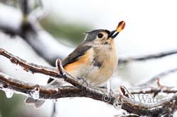 Snacktime - Tufted Titmouse