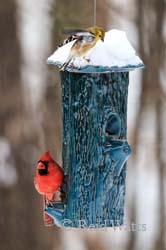 Gold Finch and Cardinal