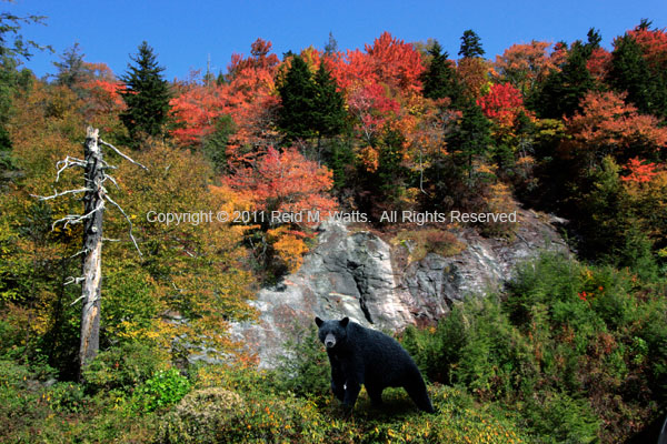 Smoky Bear - Black Bear