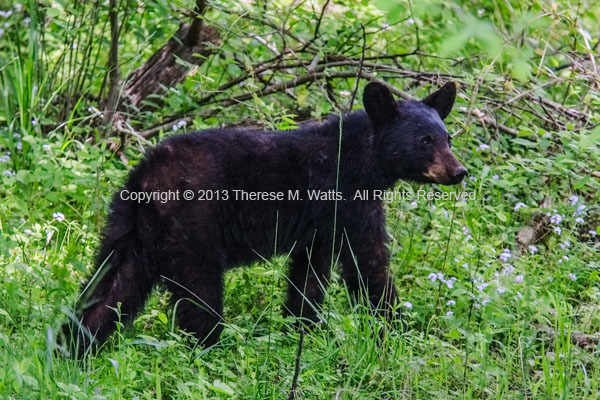 Black On Green - Black Bear, Yearling