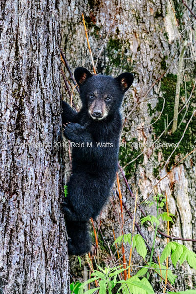 Catch Me If You Can - Black Bear Cub