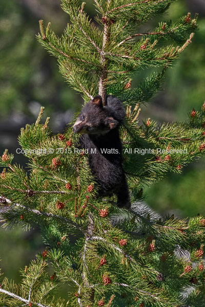 High Climber - Black Bear Cub