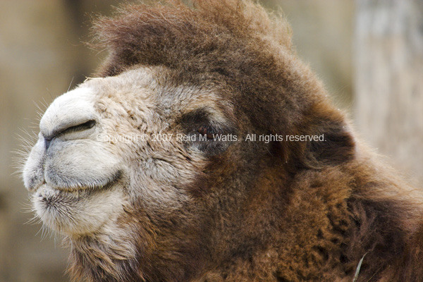 Bactrian Camel