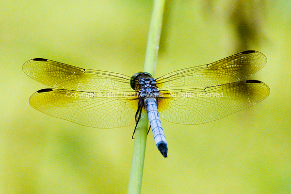 Hanging On A Reed