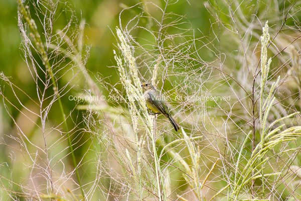 Female Painted Bunting