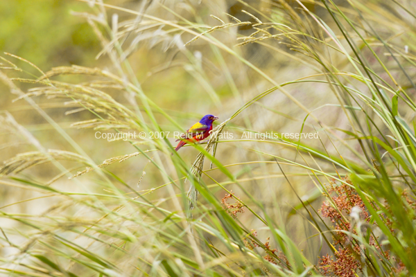 Rainbow In The Reeds