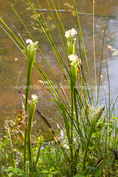 Pitcher Plants