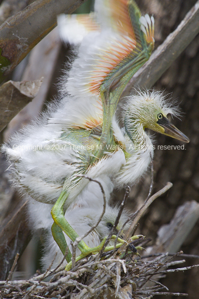 High Hopes - Baby Egret