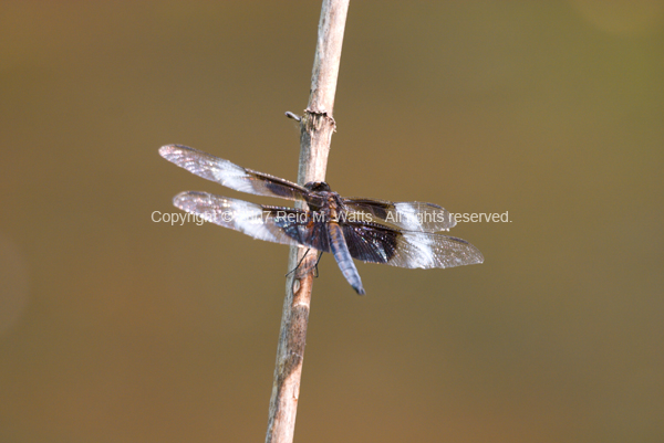 Rest Stop - Dragonfly