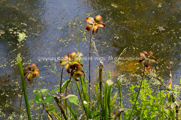 Pitcher Plants