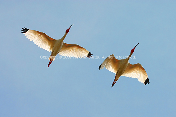 Soaring Higher - Ibis