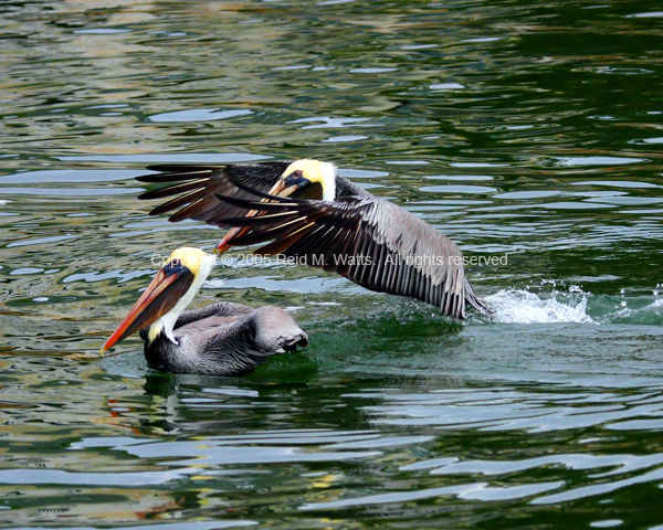 Pelican Surprise