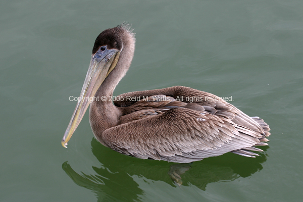 Brown Pelican