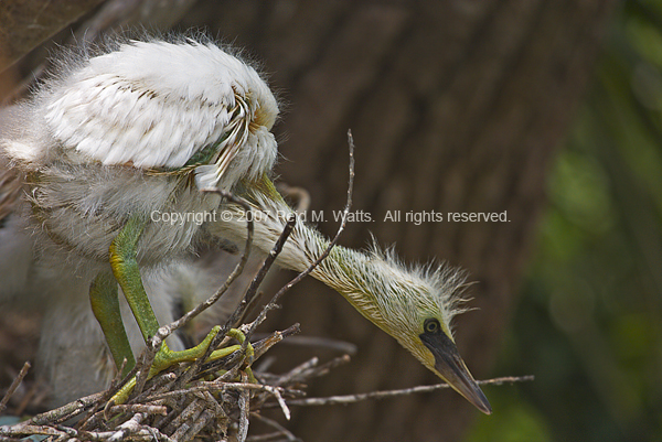 Curiosity - Baby Egret