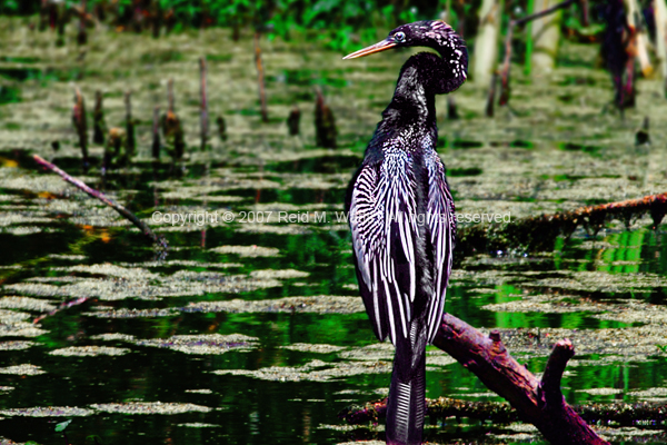 Anhinga