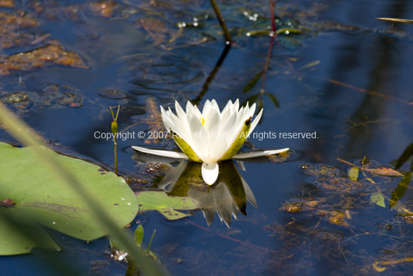 White Alligator