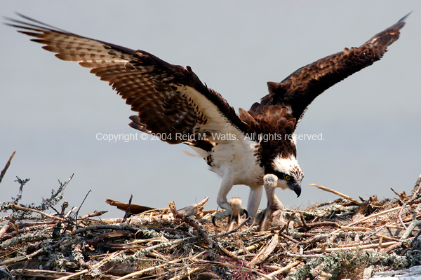 Osprey Nest