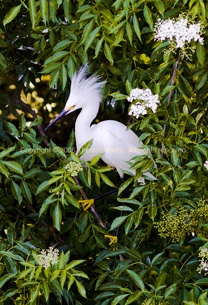 Flirtatious - Snowy Egret