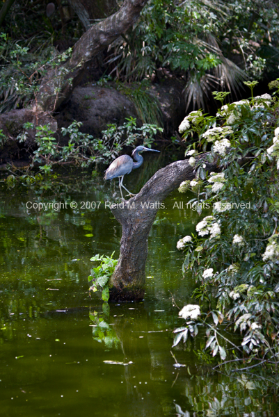 Perfect Perch - Heron