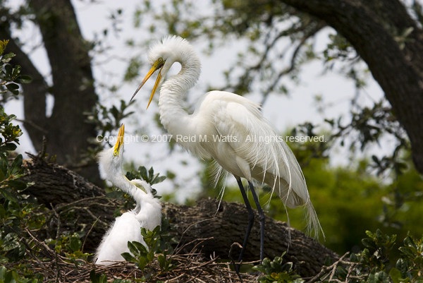 Teach Your Children Well - Egrets