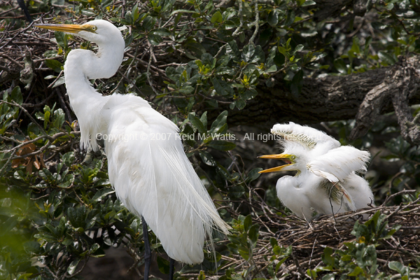 Behind Her Back - Egrets