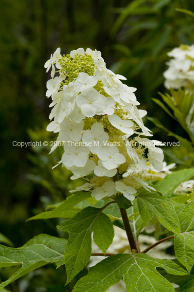 Oak Leaf Hydrangea