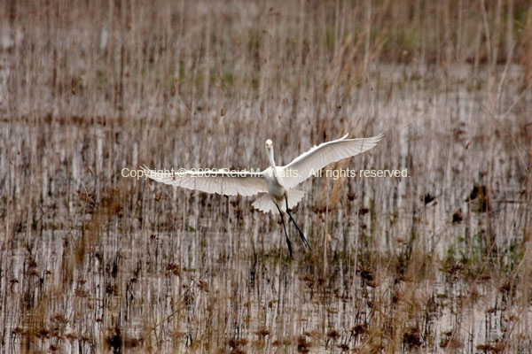 Perfect Landing - Great Egret