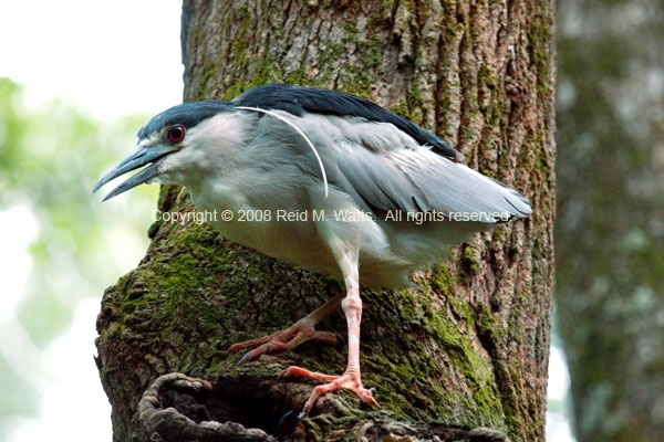 Night Stalker, Black Crowned Night Heron