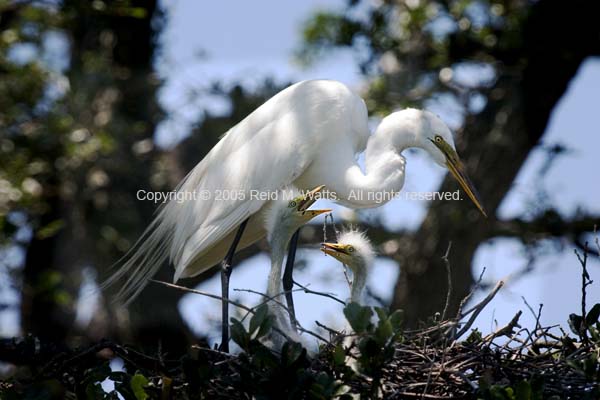 Just Watching the Kids - Great Egret watches over her chicks