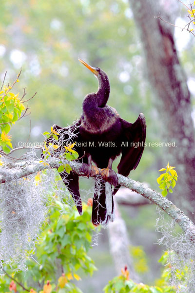 If Youve Got It, Flaunt It - Female Anhinga