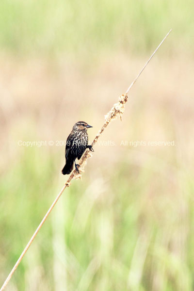 Field Worker - Red-winged Blackbird (immature or female)