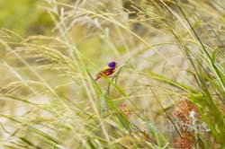 Rainbow in the Reeds - Coastal SE