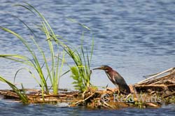 Green Heron