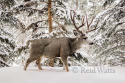 The Buck Stops Here - Mule Deer