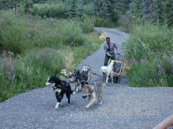 Mushing Demonstration