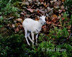 Dall Sheep