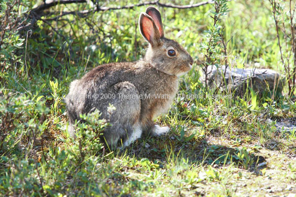 Snowshoe Hare