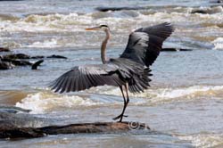 Blue Heron