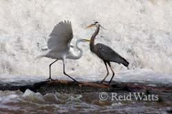 Egret and Blue Heron