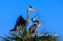 The Proposal - Great Blue Herons