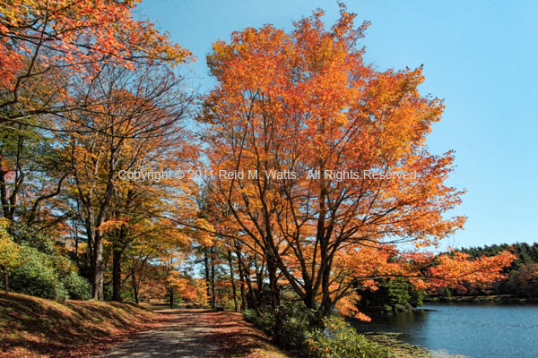 Shady Lane - Bass Lake