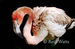 Young and Bashful - Caribbean Flamingo (juvenile)